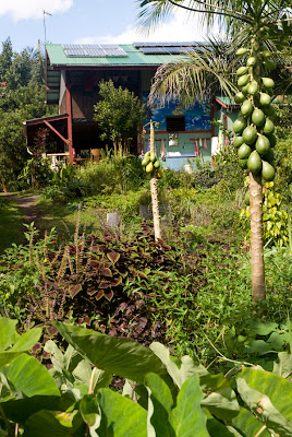 Hawaii Gardening Permaculture At La Akea Gardens