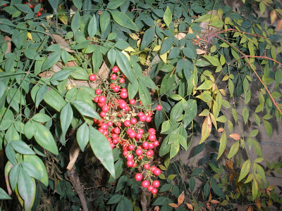 nandina berries and foliage