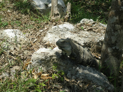 Iguanas in Tulum Mexico