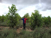 Afforestation in Vichada, Colombia