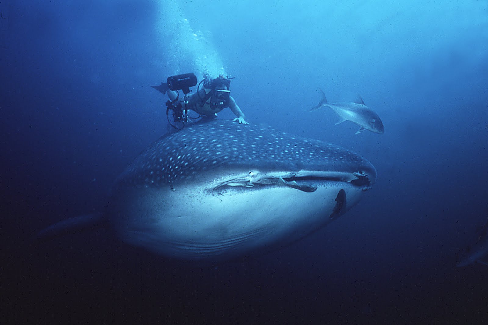 Swim Alongside Giant Whale Sharks