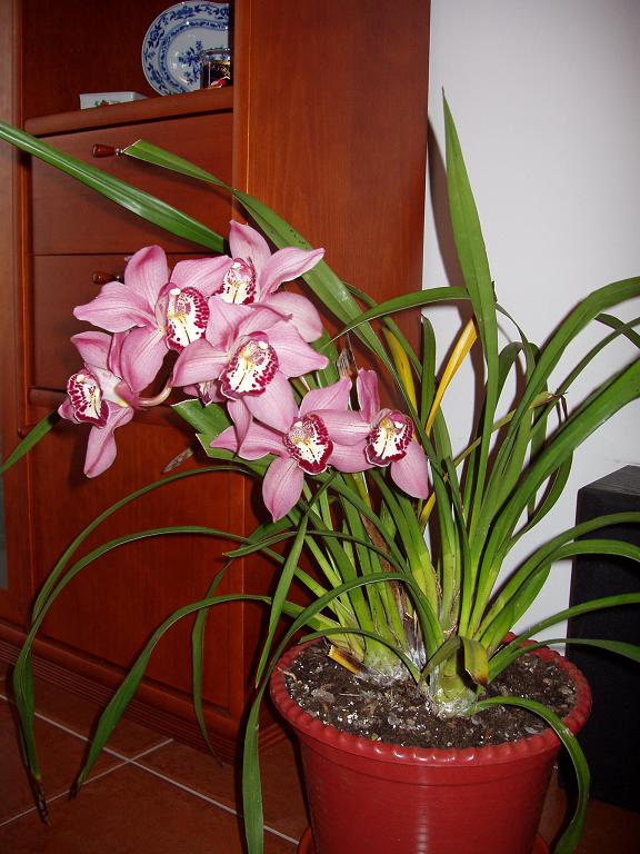 [orquidea.JPG]