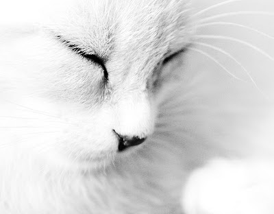 black and white pictures of animals. Black and White Photography of