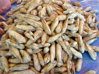 Jenis Siput Laut