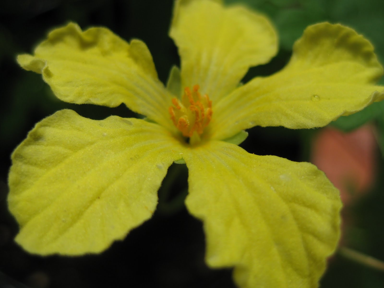 Edible Tropicals Bitter melon