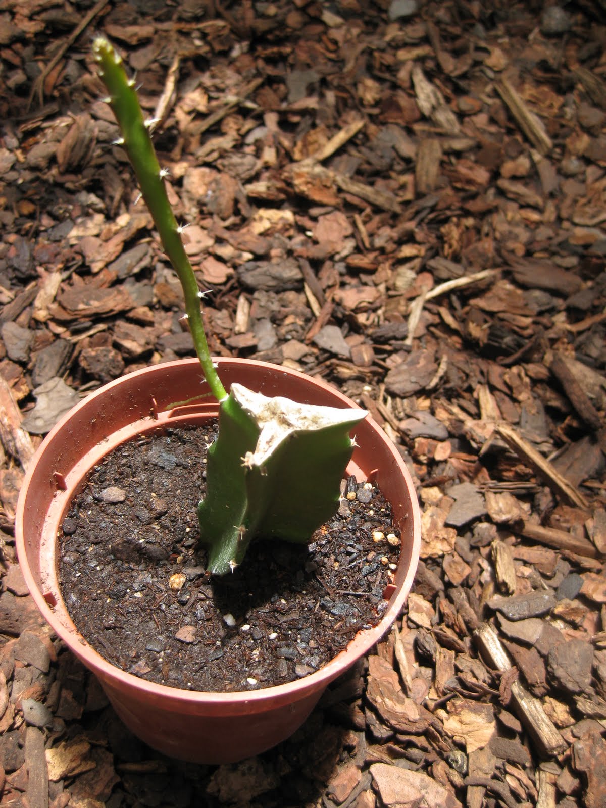 Edible Tropicals How to Propagate Dragonfruit by cuttings Edible Tropicals How to Propagate Dragonfruit by cuttings