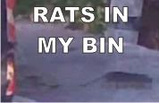 Rats in my bin
