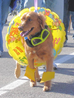 Dog wearing pool floating tube and water wings.