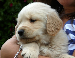 Cachorro Golden Retriever