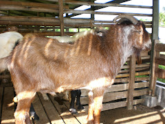 BOER CROSS KALAHARI