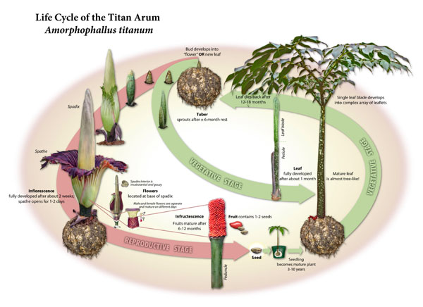 [Titan_arum_life_cycle.jpg]