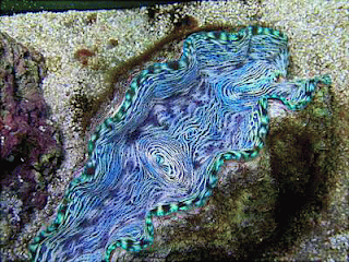 หอยใหญ่ที่สุดในโลก