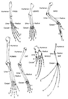 Evolution | science