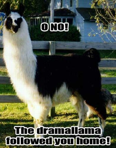 the-drama-llama.jpg