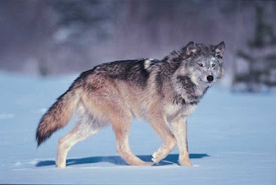 Mongol Wolf