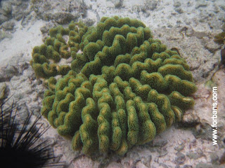 snorkelling+in+seychelles+anse+forbans.jpg