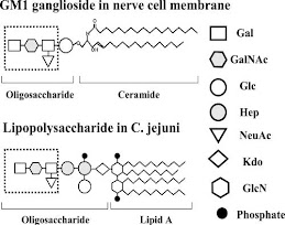 Mimetismo molecular de gangliosidos y C. jejuni lipopolisaccaridos.