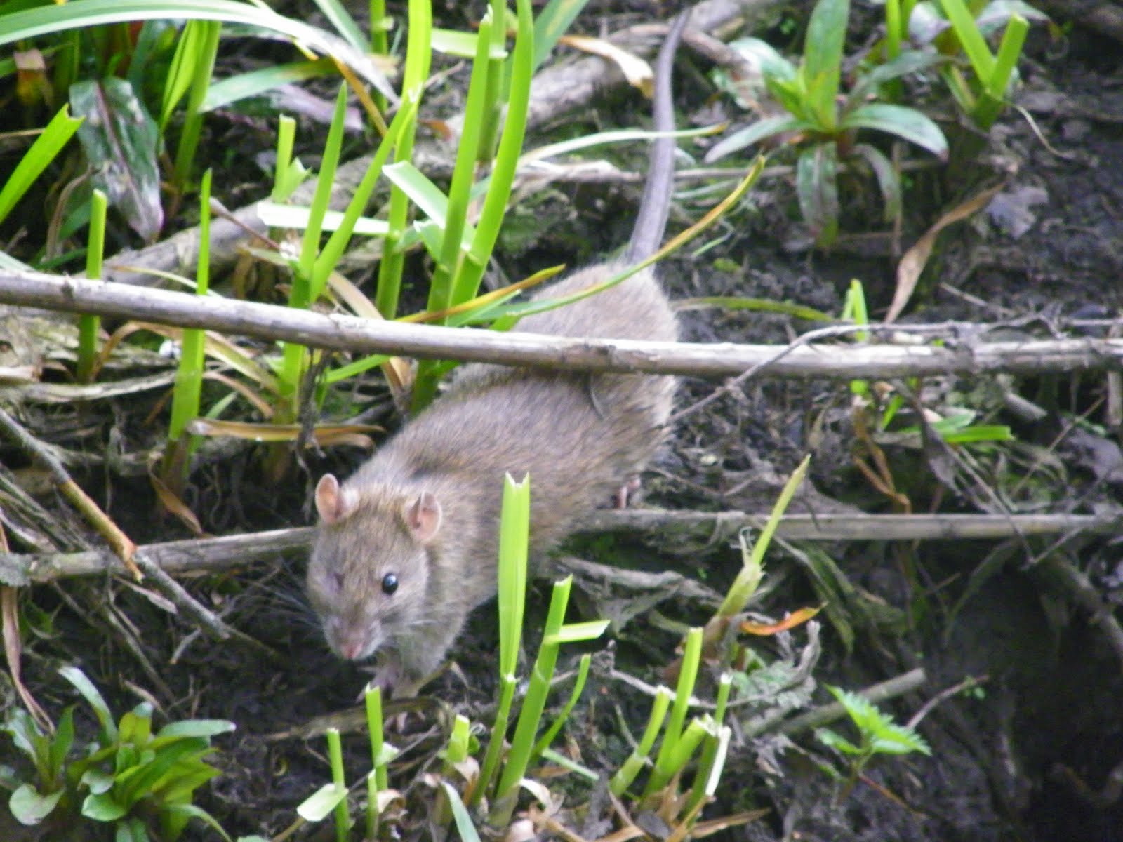About a Brook Rats Versus Voles Again