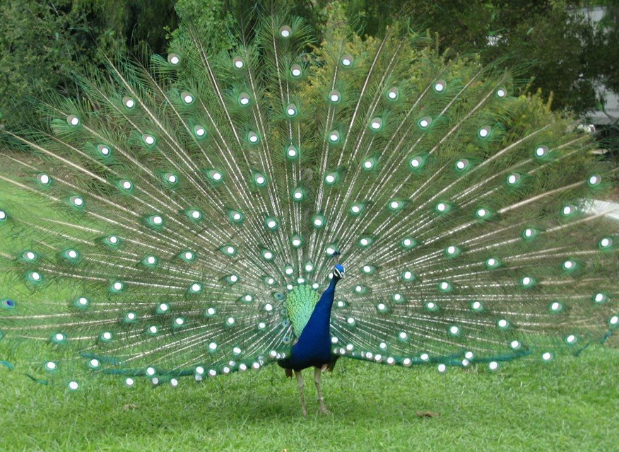 [0508+peacock+open+tail.jpg]