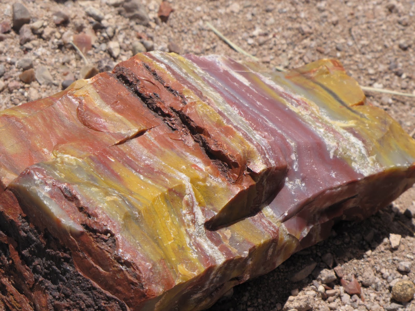 petrified rock petrified rock