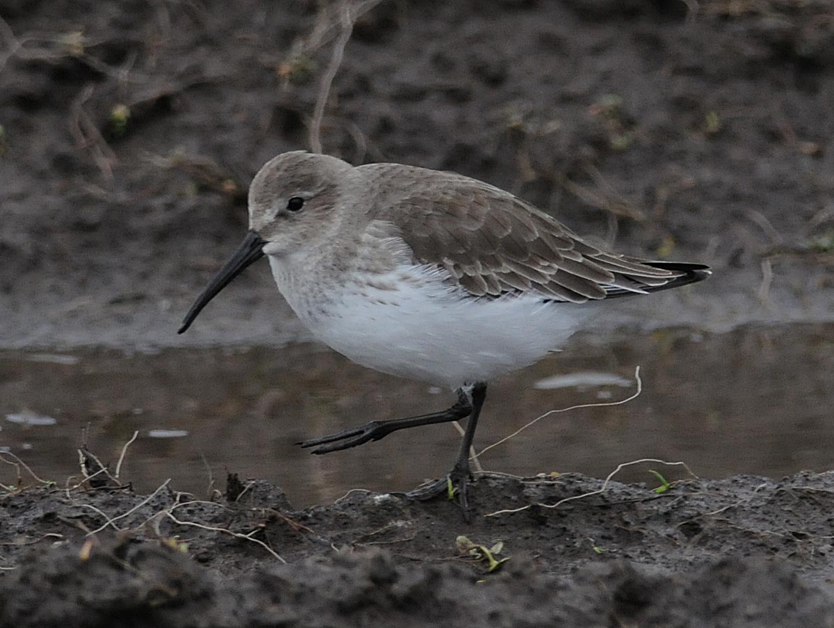 [Dunlin+A1602.jpeg]