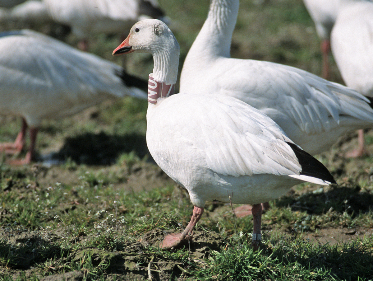 Amazoncom: Chopin: Desire for Love: Jadwiga Baranska