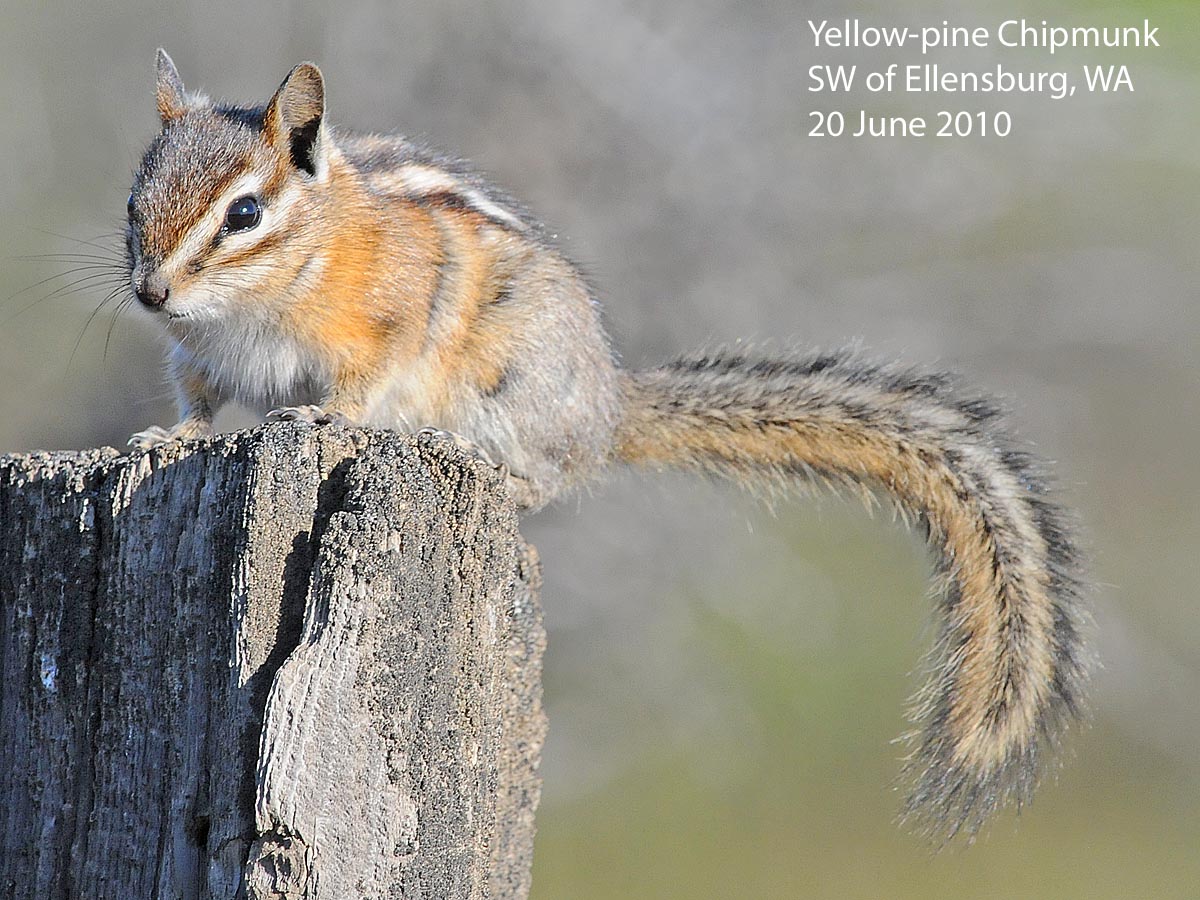 Northwest Nature Notes WASHINGTON CHIPMUNKS