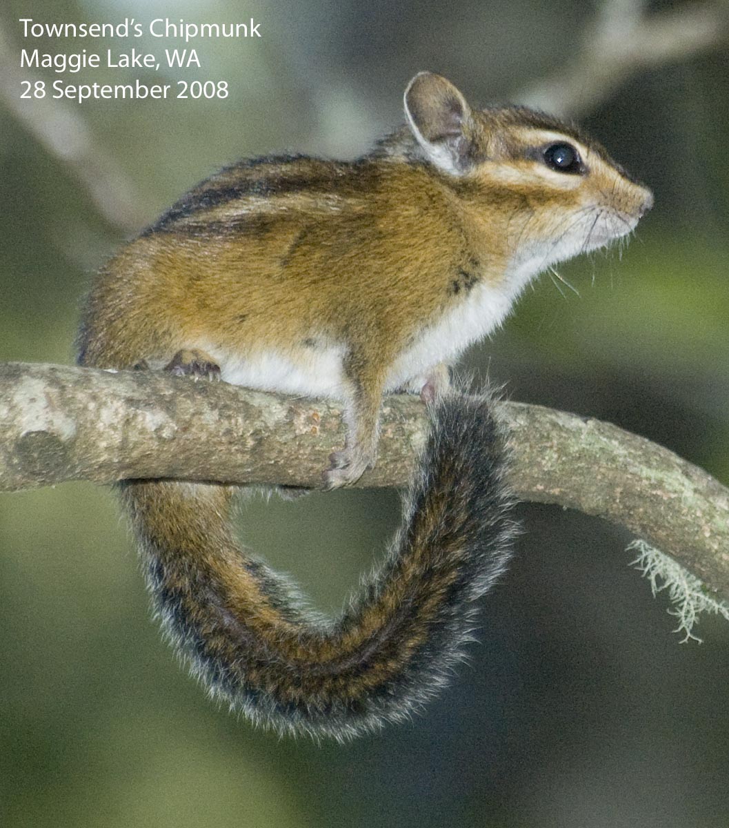 Northwest Nature Notes WASHINGTON CHIPMUNKS