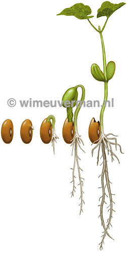 bean plant ringer