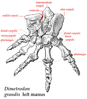 Dimetrodon--hand-labeled.jpg