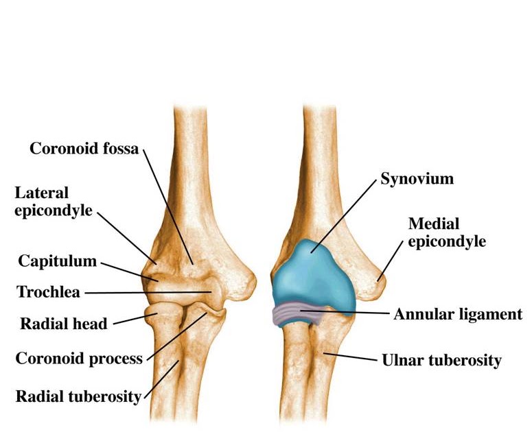 Exercise Anatomy for Students: The Elbow Joint