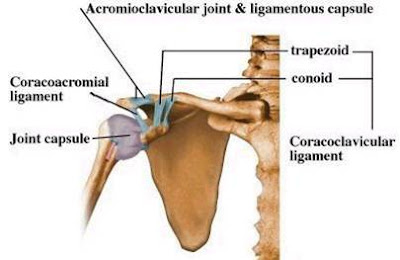 Exercise Anatomy for Students: April 2009