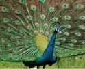 [dancing+peacock.jpg]