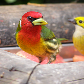 Mas vale pájaro en mano que cien volando: Origen de la Ornitología