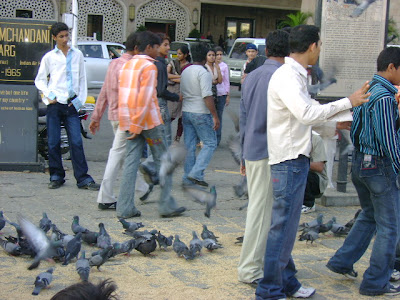 madrasi pigeon
