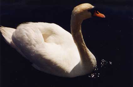 [Karen's-Swan-6.jpg]