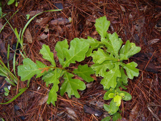Oak Seedlings