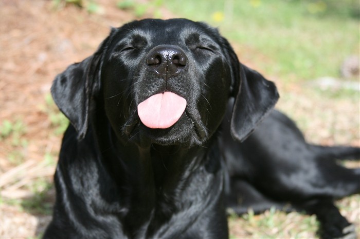 [dog+sticking+his+tongue+out+at+you.jpeg]