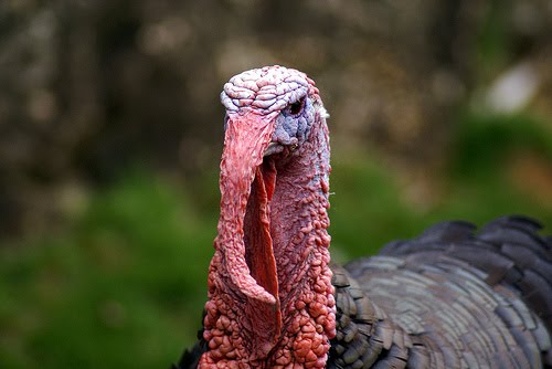 Thanksgiving zumba flyers