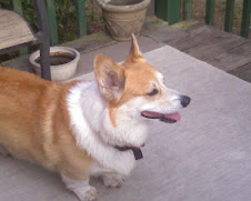 Pembroke Welsh Corgi