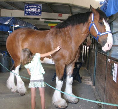 Clydesdale Feathers