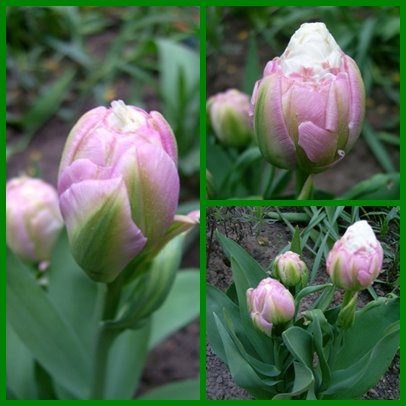 [SahnehÃ¤ubchen.jpg]