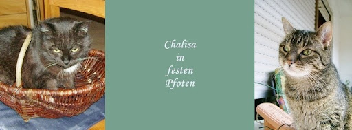 Chalisa in festen Pfoten