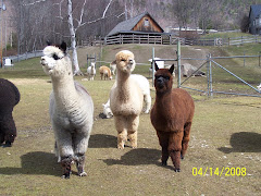 These are Alpacas