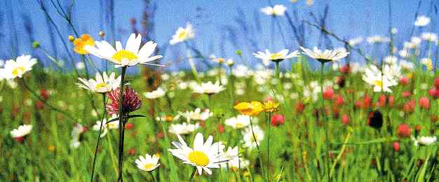 [2_2_Champs_fleurs_retouch.gif]