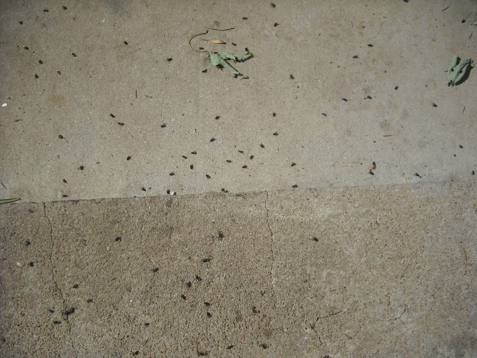 Tick prevention sprays, best home pest control company, cluster flies