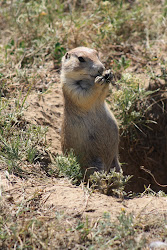 Prairie Dogs