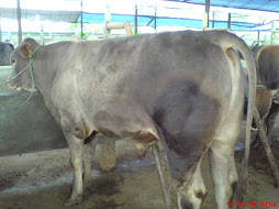Simmental Breed