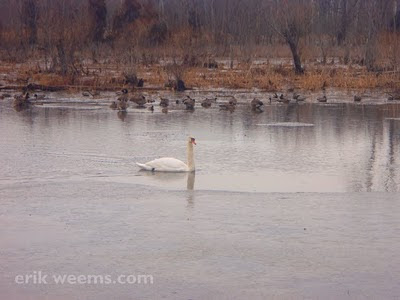 Swan on James River