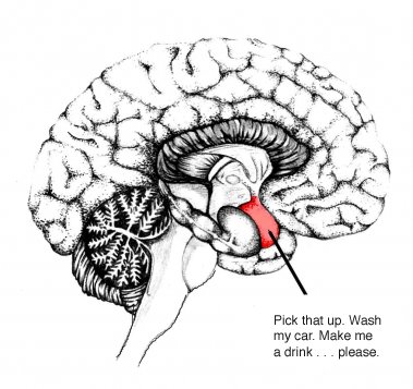 [amygdala+copy.jpg]